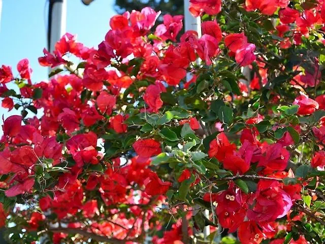 Koukounaries Apartmán Skala (Kefalonia)